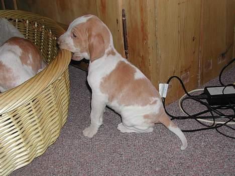 Bracco italiano Dora (Død 2010) - "Dora" seks uger gammel billede 7