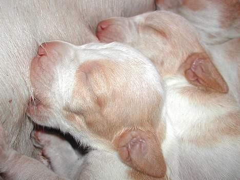 Bracco italiano Dora (Død 2010) - "Dora" omkring en uge gammel billede 8