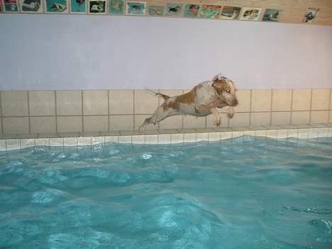 Bracco italiano Rakija (Død 2008) - "Rakija" elsker AA Hundecenter´s svømmehal billede 11
