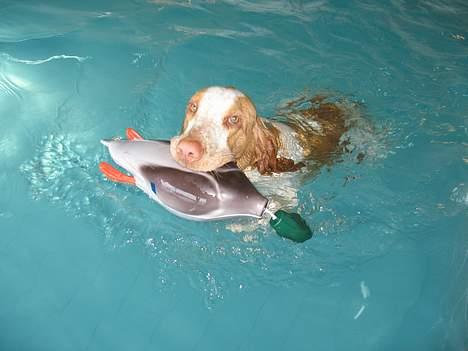 Bracco italiano Dora (Død 2010) - "Dora" med sin elskede dummie i AA Hundecenter´s svømmehal billede 9