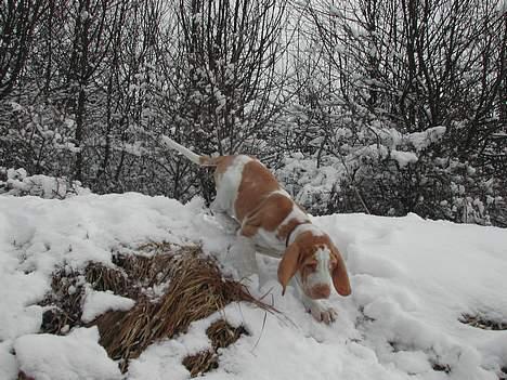 Bracco italiano Dora (Død 2010) - "Dora" i sin første sne 9 uger gammel billede 10