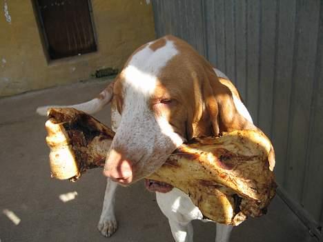 Bracco italiano Dora (Død 2010) - "Dora" med en lille belønning billede 11