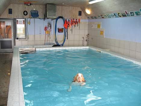 Bracco italiano Dora (Død 2010) - "Dora" har hele AA Hundecenter´s svømmehal for sig selv billede 12