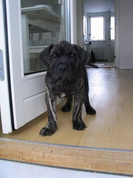 Dogo canario § Ricko § R.I.P MIN BEDSTE VEN! - 2 månder. og kamarasky.. billede 20