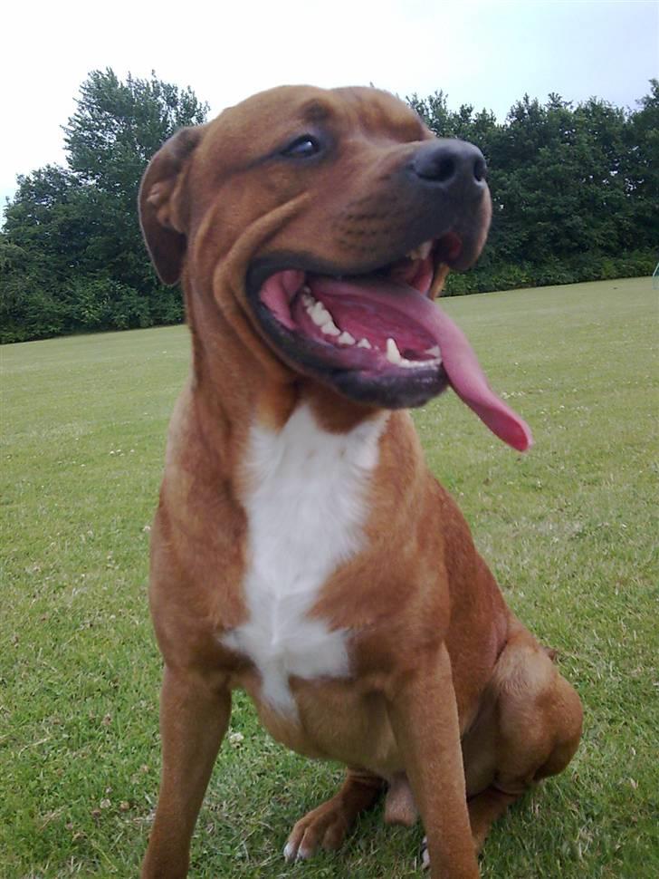 Blanding af racer Kenzo billede 14