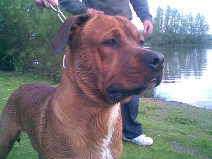 Blanding af racer Kenzo billede 15