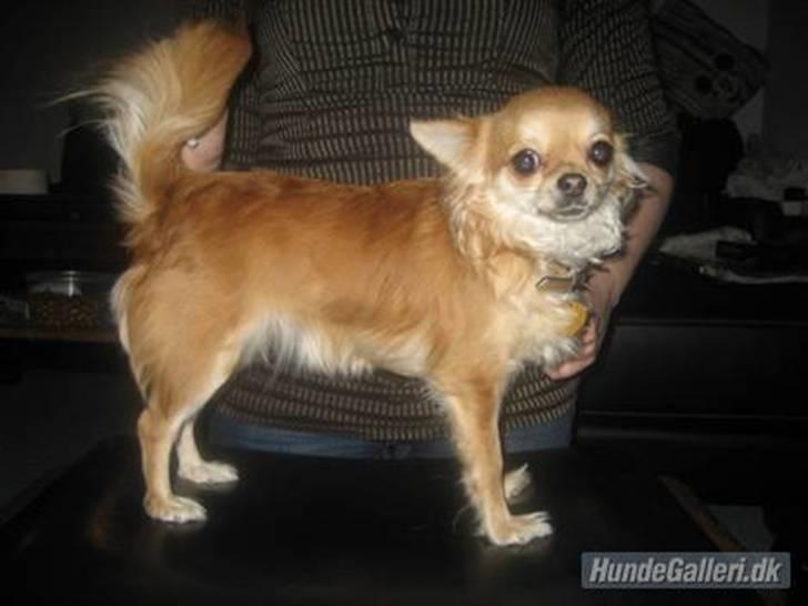 Chihuahua Salsa*Pequeno dreamgirl *(himmelhund) - model billede nov 2008 billede 11