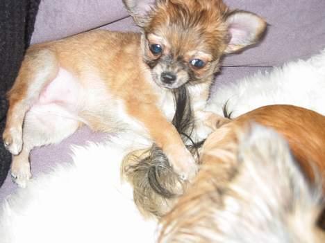 Chihuahua Salsa*Pequeno dreamgirl *(himmelhund) - Chilis hale er hyggelig at bide i, men må bare ikkke, thihi billede 16