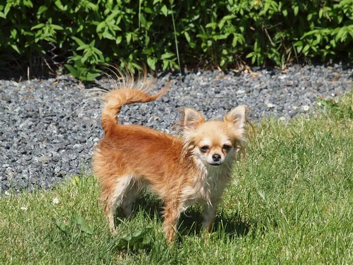 Chihuahua Salsa*Pequeno dreamgirl *(himmelhund) - har lige været i bad....juli 2010 billede 19