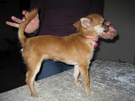 Chihuahua Salsa*Pequeno dreamgirl *(himmelhund) - Stå model april 07 billede 20