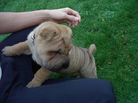 Shar pei $ SHAKER $ - se far hvad er det billede 2