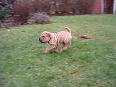 Shar pei $ SHAKER $ - det var så 2runder billede 3