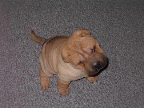 Shar pei $ SHAKER $ - ser jeg ikke bare sød ud billede 4
