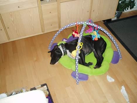 Amerikansk staffordshire terrier Oskar - Det er da en dejlig ny "hundekurv" ;) billede 7