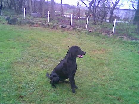 Labrador retriever santos - kommer den bold ikke snart?? billede 2