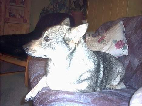 Västgötaspids detti billede 11