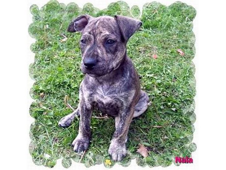 Amerikansk staffordshire terrier ¤ Nala ¤ (7Soveren) - Nala på udkig! billede 1