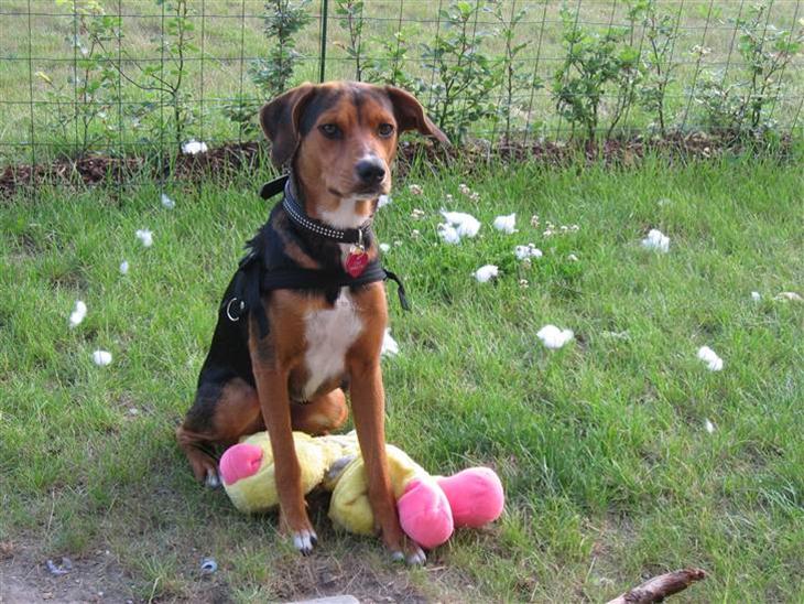 {{currentPhoto.altText}} billede {{currentPhoto.number}}