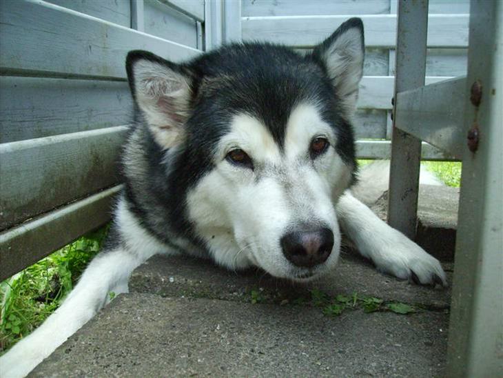 {{currentPhoto.altText}} billede {{currentPhoto.number}}