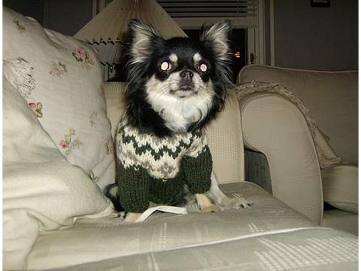 Chihuahua Misha billede 1