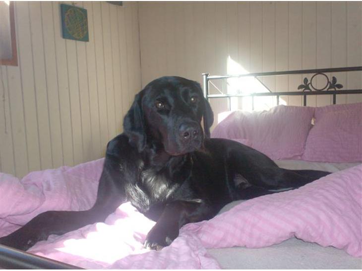 Labrador retriever santos - en rigtig tiggeprins billede 1