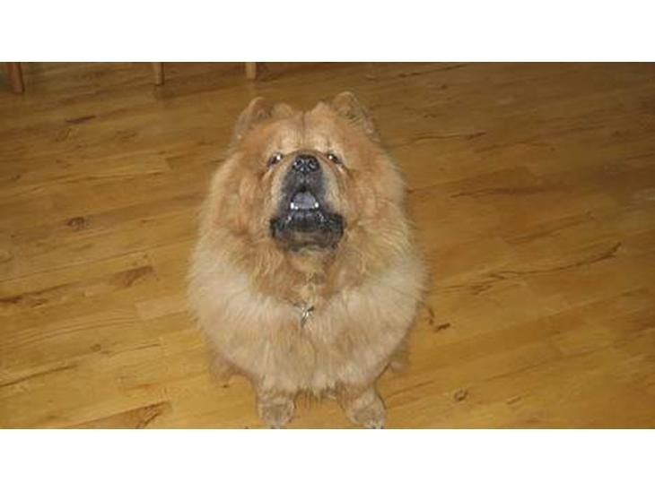 Chow chow tulle "DØD" :'( billede 1