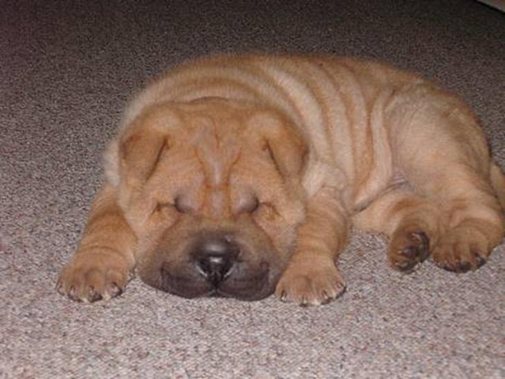 Shar pei $ SHAKER $ - her sover jeg rigtigt godt billede 1