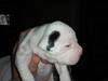 Amerikansk bulldog Hercules
