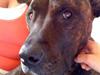 Amerikansk staffordshire terrier Tyson