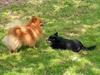 Pomeranian Quasi