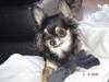 Chihuahua Freja