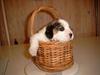 Beagle Carla