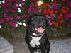 Staffordshire bull terrier Canaveral Port Erin RIP