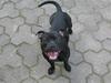 Staffordshire bull terrier Loco