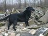 Labrador retriever Silas * R.I.P. * [ Himmelhund]