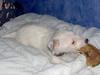 Jack russell terrier frikke