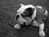 Engelsk bulldog Spencer