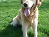 Golden retriever Sascha