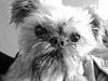 Griffon bruxellois Kenzo [ Himmelhund]