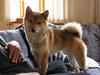 Shiba Dino