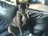Amerikansk staffordshire terrier silk