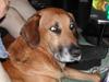Blanding af racer Balder ****R.I.P****