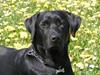 Labrador retriever (formel 1) Junior *DØD* [ Himmelhund]