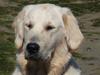 Golden retriever Lundtoftgårds Kato