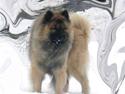 Eurasier Tilo