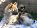 Eurasier Jessica