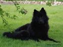 Eurasier Paris
