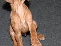 Rhodesian ridgeback ozzy