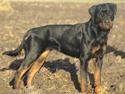 Rottweiler Chanti (Cue Chantell)