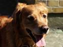 Golden retriever Rollo